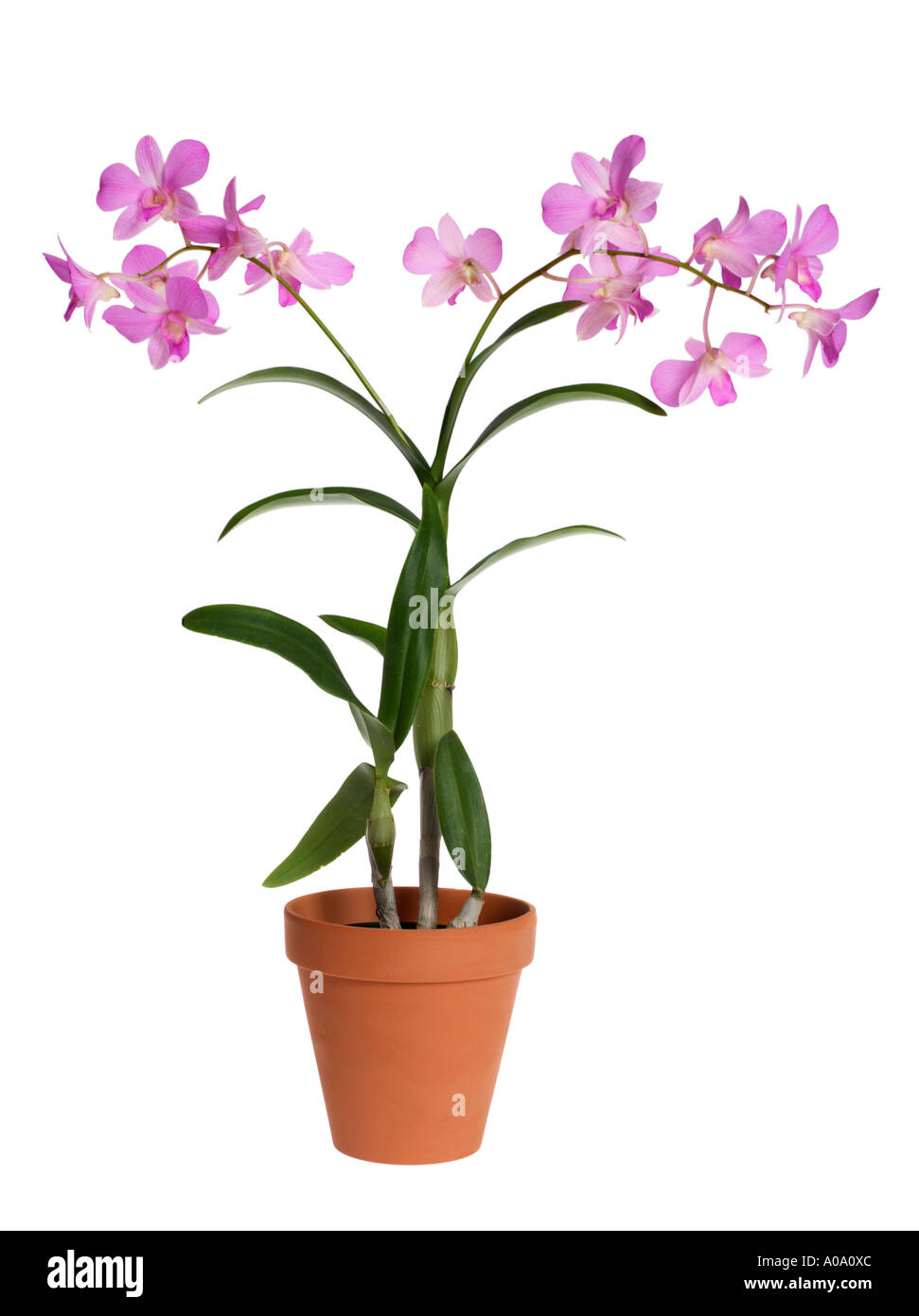 Orchid plant in terra cotta pot Stock Photo