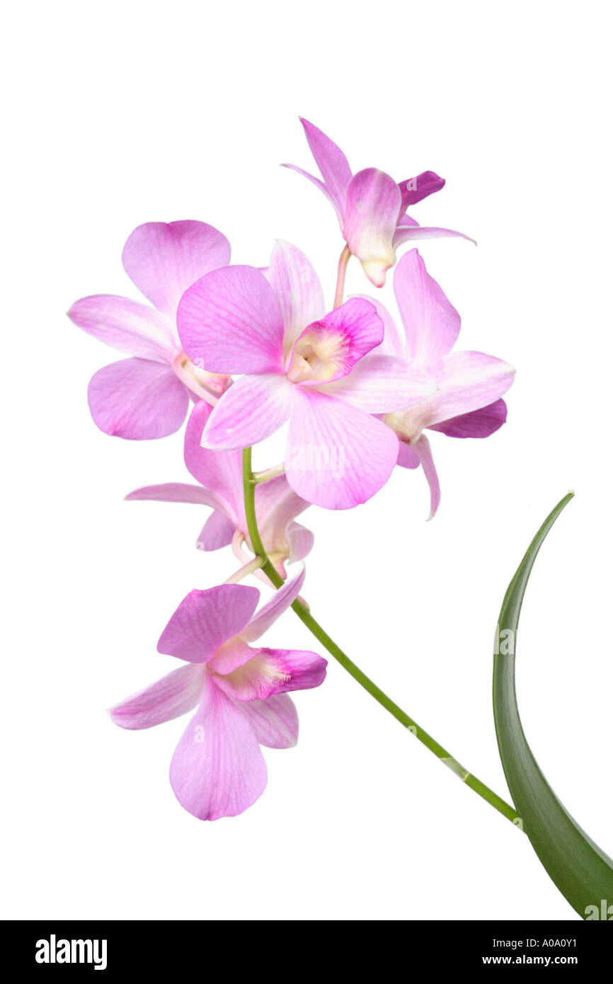 Pink Orchid plant Stock Photo