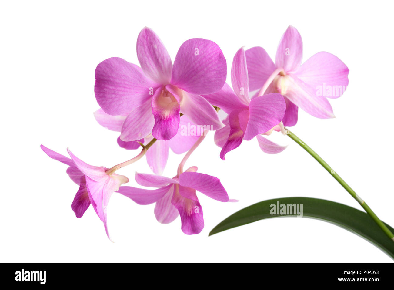 Orchid stem Stock Photo
