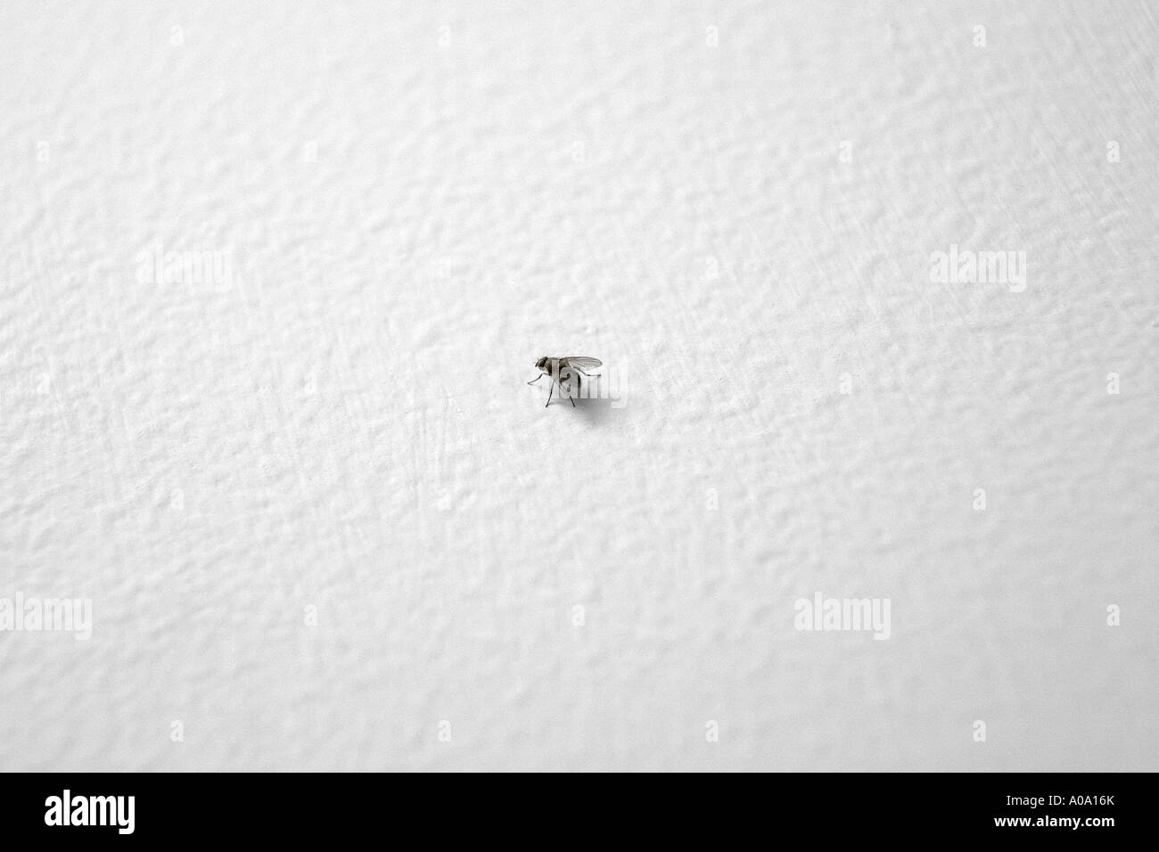 A FLY ON A WALL Stock Photo