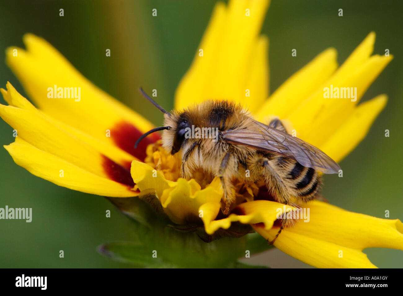 Solitary bee (leaf-cutting bee) on flower (Dasypoda hirtipes) Stock Photo