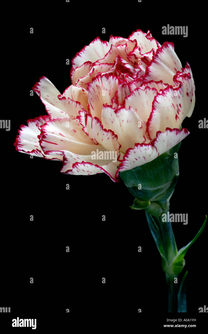 One pink and white florist carnation on black background Stock Photo ...