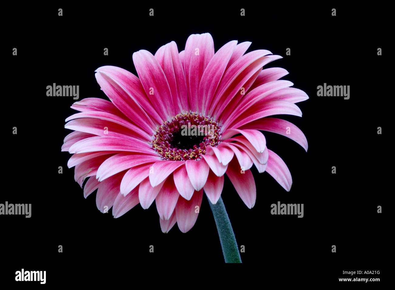 Pink Gerbera on black background Stock Photo