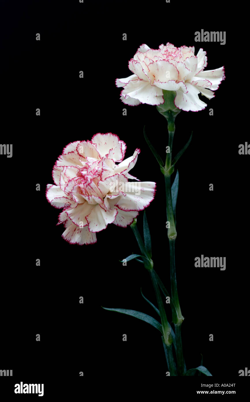 Pink and white florist carnation on black background Stock Photo - Alamy