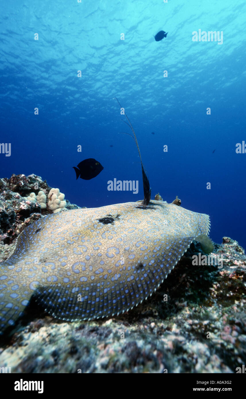 peacock flounder Kona Hawaii Stock Photo Alamy