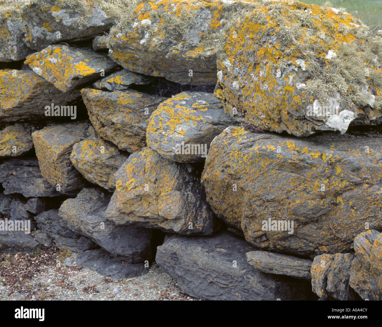 Sea Ivory lichen (Ramalina siliquosa) and yellow Caloplaca thallincola lichen growing on rocks of a dry stone wall. Stock Photo