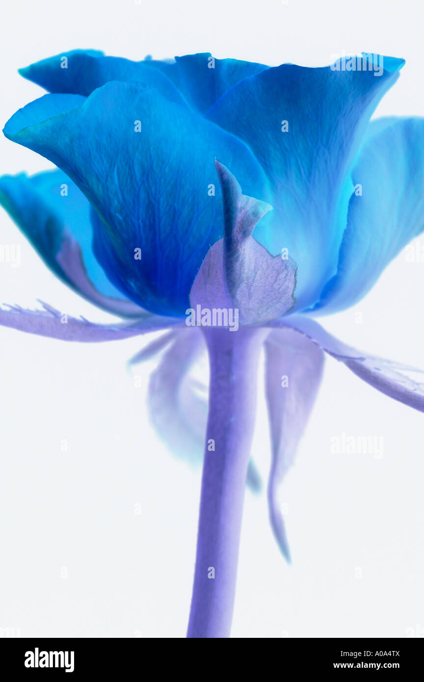 Inverted Rose Flower Rose unusual hi-res stock photography and images - Alamy