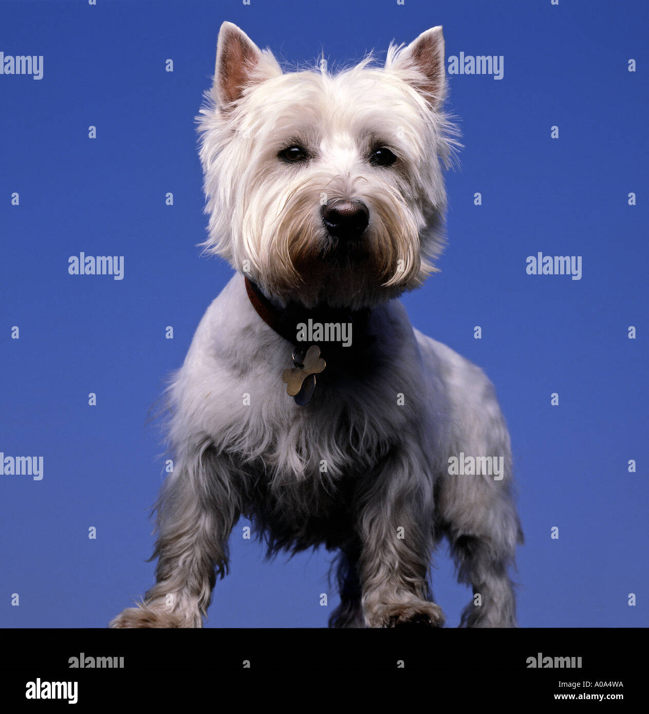 A west highland terrier. Picture by Paddy McGuinness paddymcguinness Stock Photo