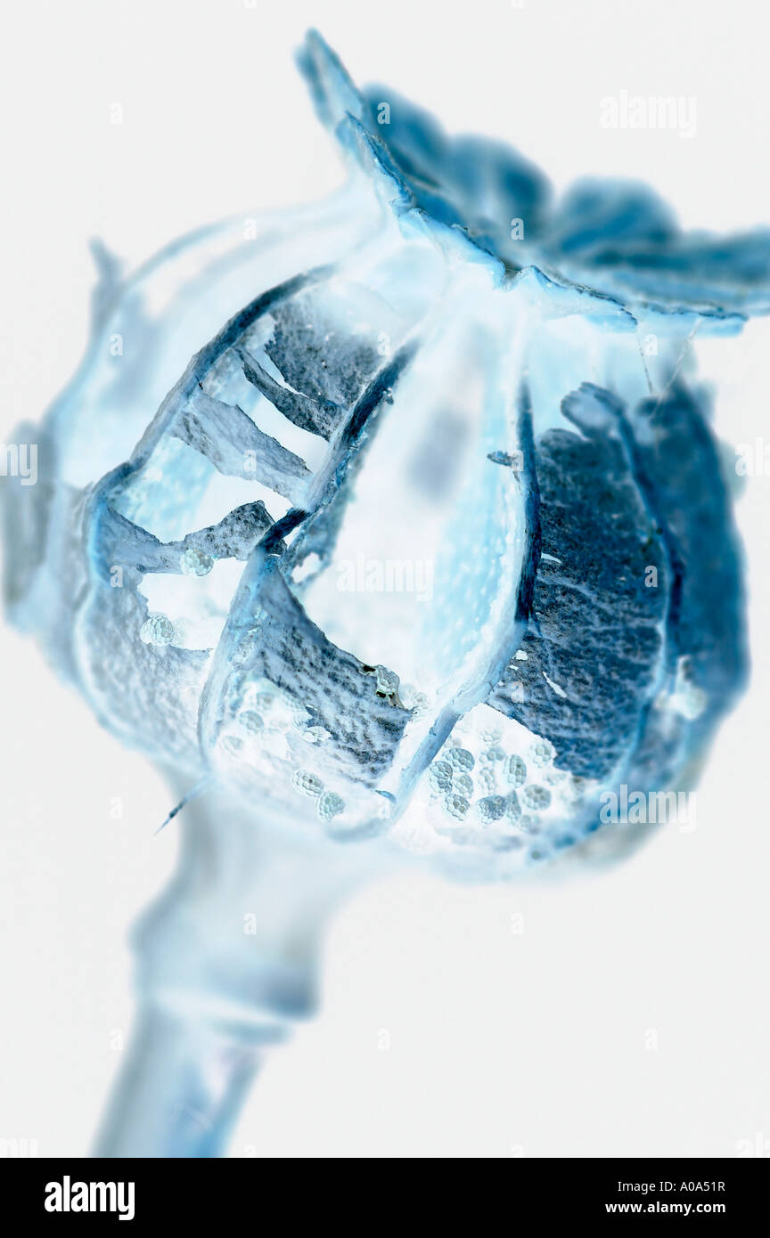 Inverter Dead Poppy Head Stock Photo