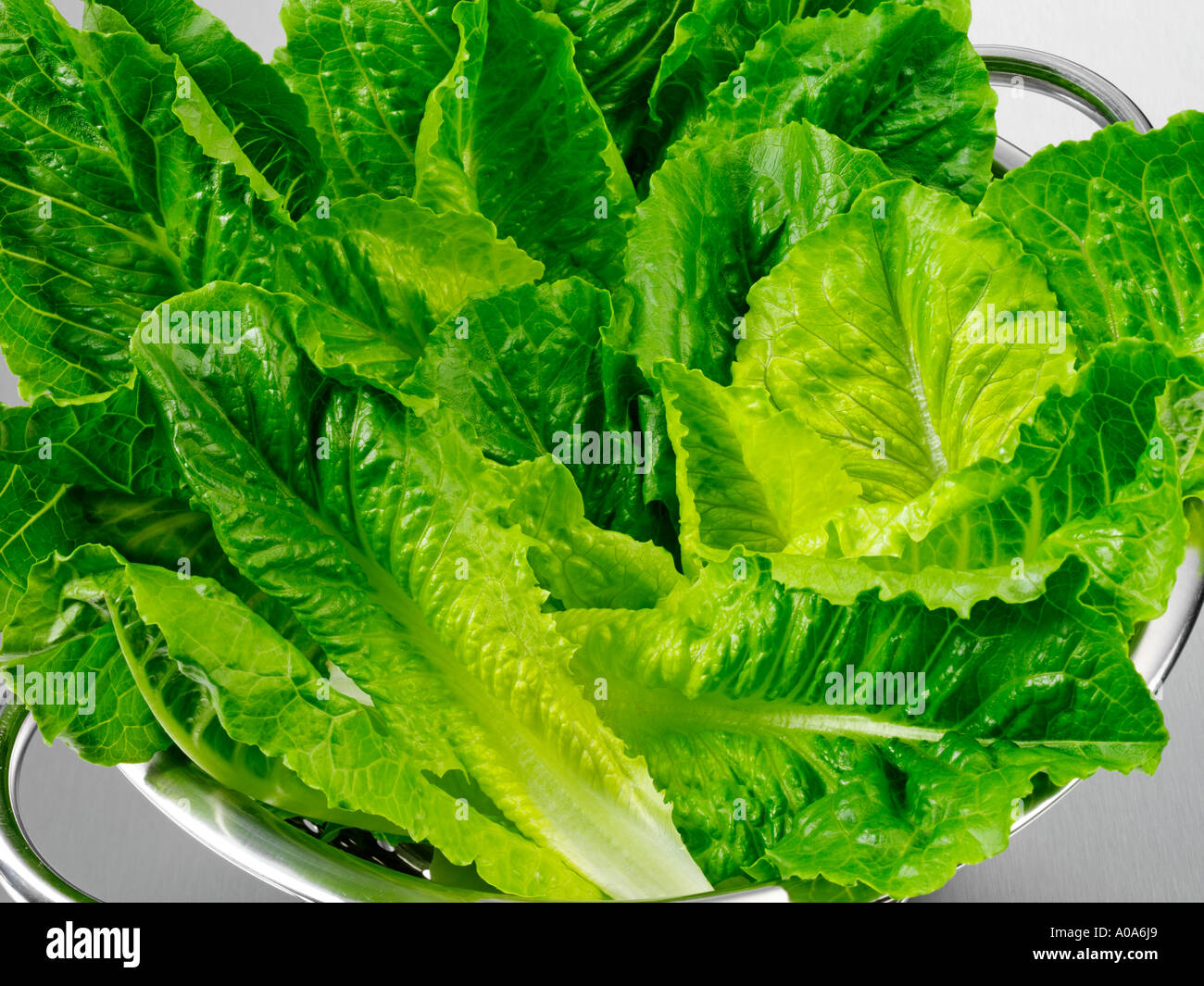 Cos Lettuce Hi res Stock Photography And Images Alamy