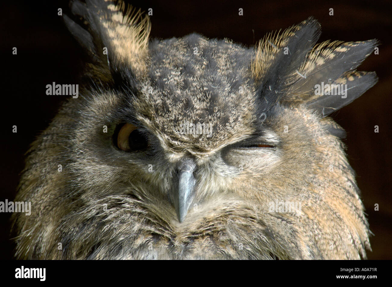 Eagle Owl  Dunrobin Castle falconry display Golspie Sutherland Highland Region  Inverness Stock Photo