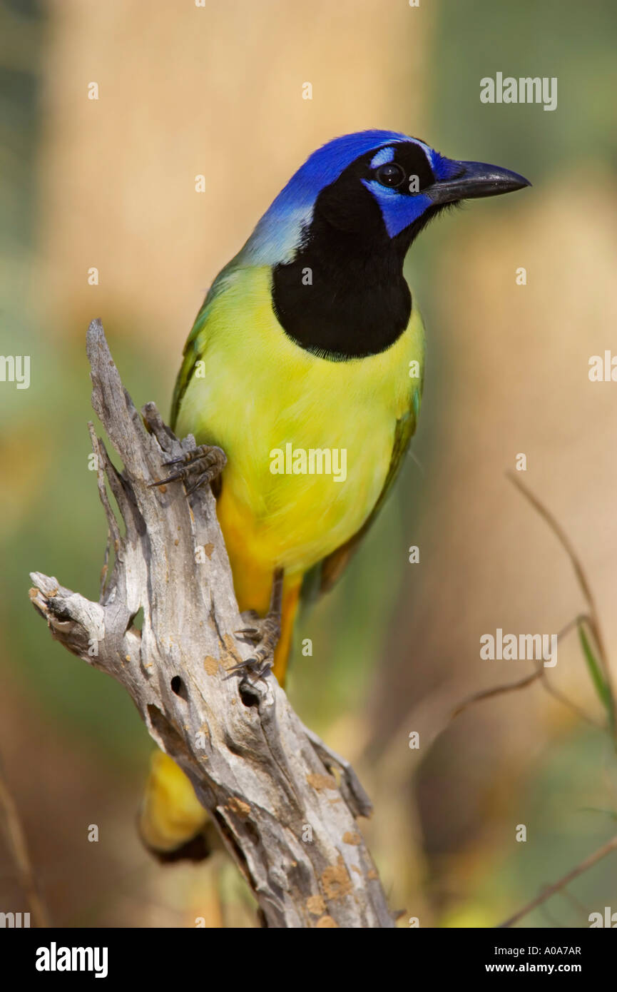 The Green Jay Is A Very Bright Green And Yellow Jay It Resides In The Rio Grande Valley And Mexico Stock Photo Alamy