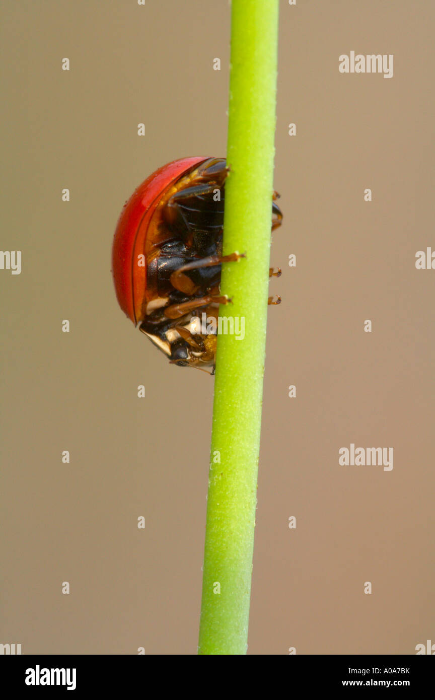 Spottless 'Nine-spotted' Ladybug beetle (Cycloneda munda) on a stem eating Aphis nerii.  These beetles are aphid preditors and thereby perform a service to humans.  It was photographed in the Rio Grand Valley in South Texas.  This was photographed with a 16mp digital camera. Stock Photo