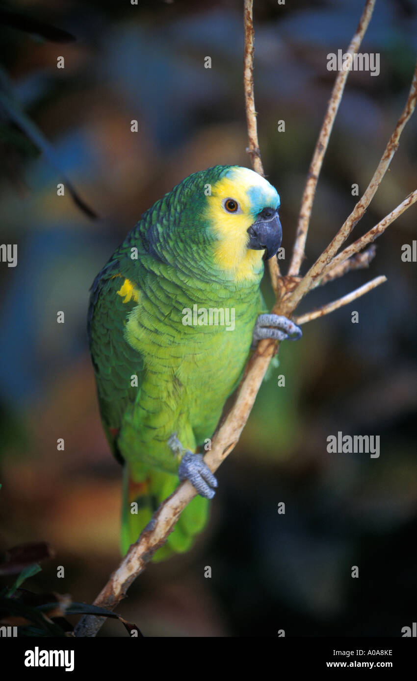 PUERTO RICO Colorful Parrot on tree branch on the Island of Vieques Stock Photo