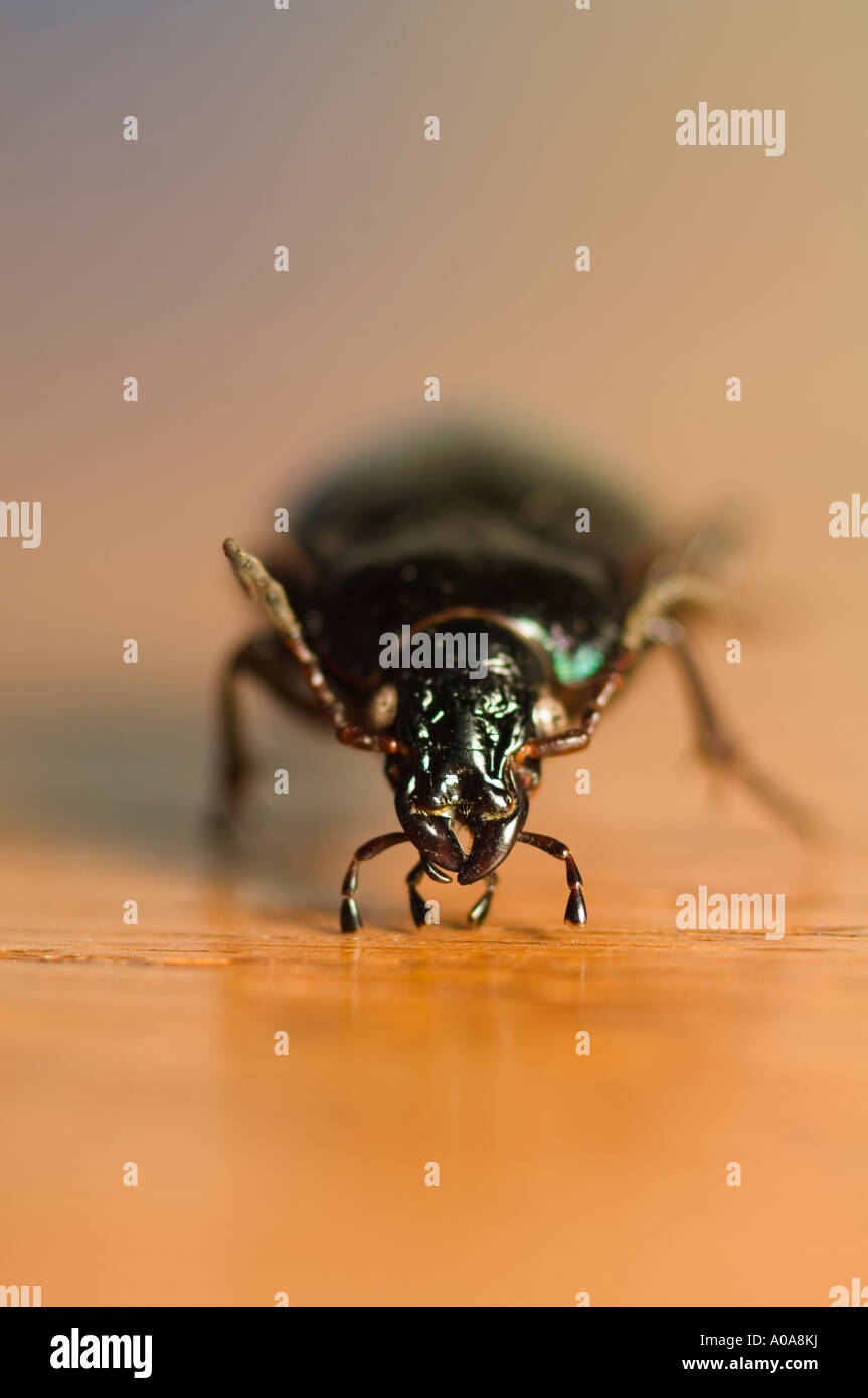 Ground beetle (Carabus sp) Stock Photo