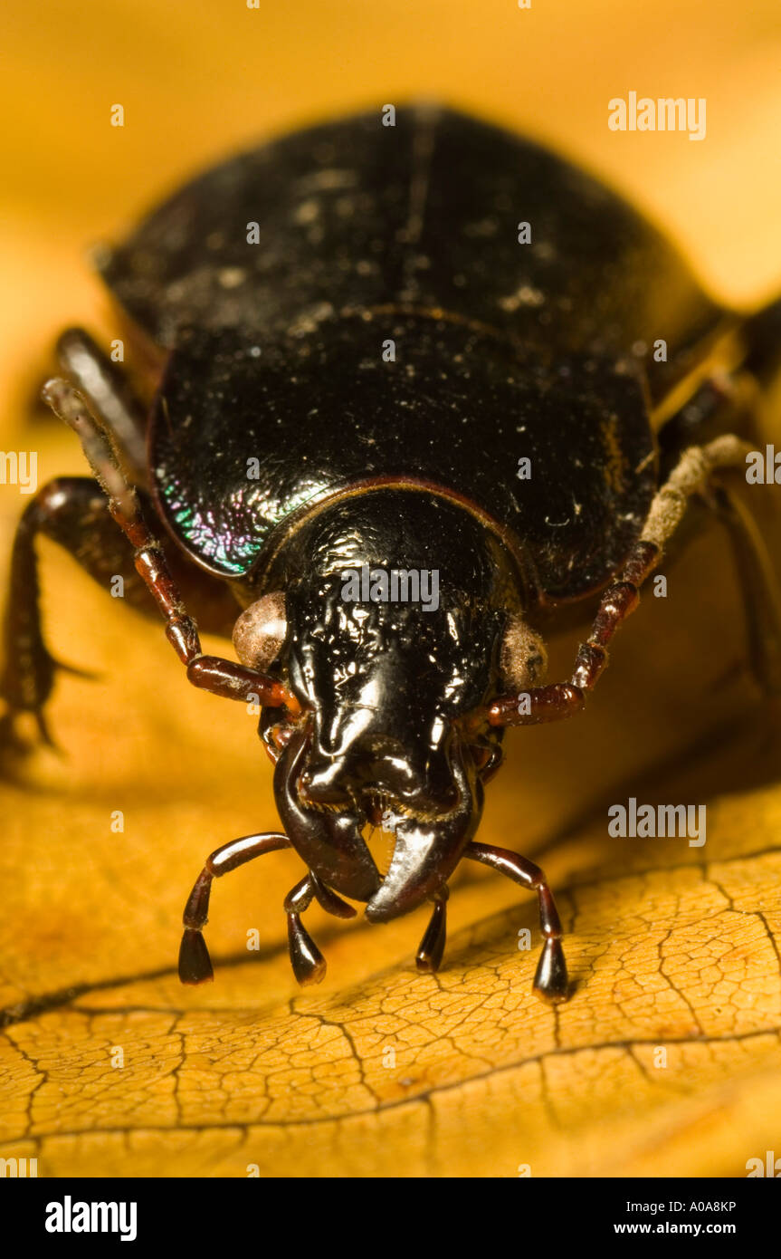 Ground beetle (Carabus sp.) Stock Photo