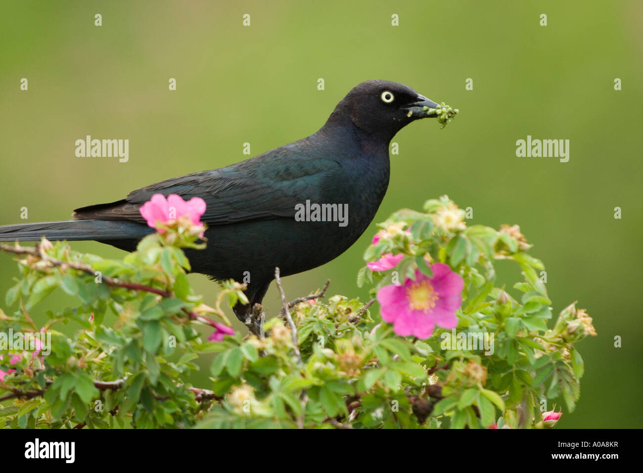 Brewer's blackbird (Euphagus cyanocephalus) hunting Stock Photo