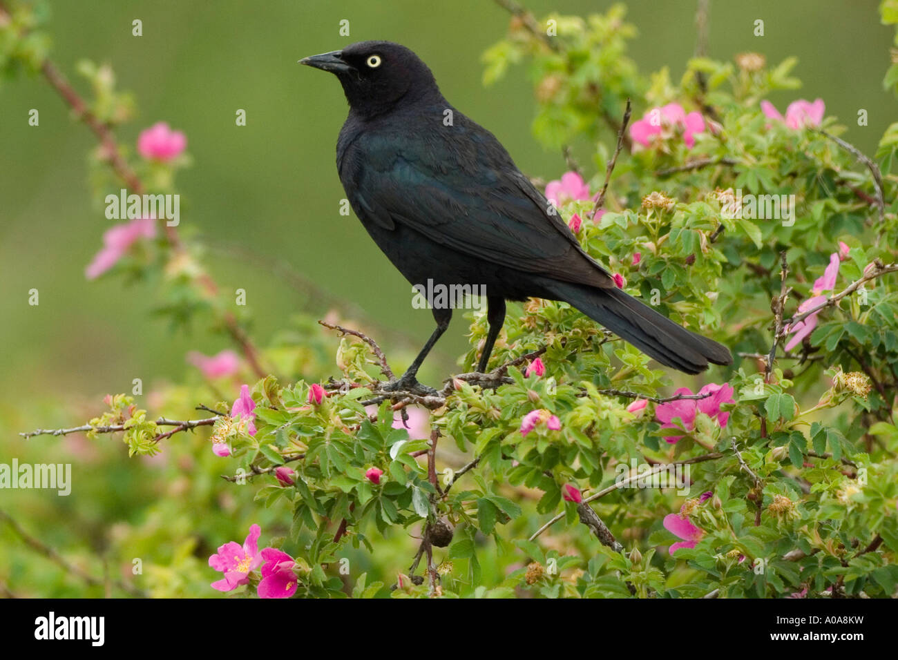 Brewer's blackbird (Euphagus cyanocephalus) Stock Photo
