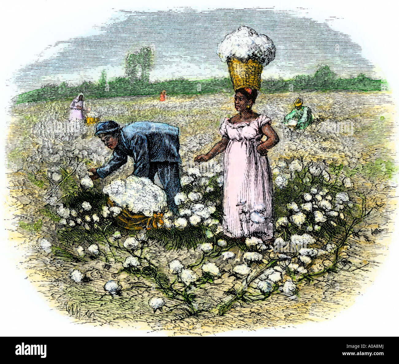 African  American slaves picking cotton on a plantation in the Deep South 1800s. Hand-colored woodcut Stock Photo