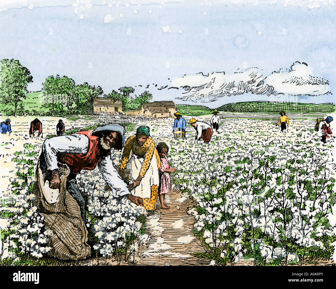 African American field hands picking cotton in the late 1800s. Hand-colored woodcut Stock Photo