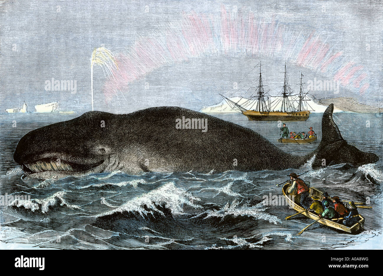 Longboat crew attacking a whale with hand harpoons in Arctic seas 1800s. Hand-colored engraving Stock Photo