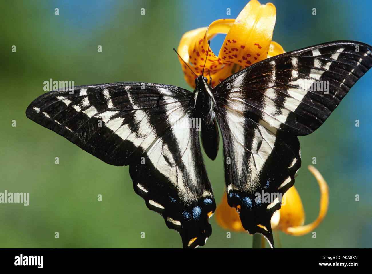 Pale swallowtail butterfly (Papilio eurymedon Stock Photo Alamy