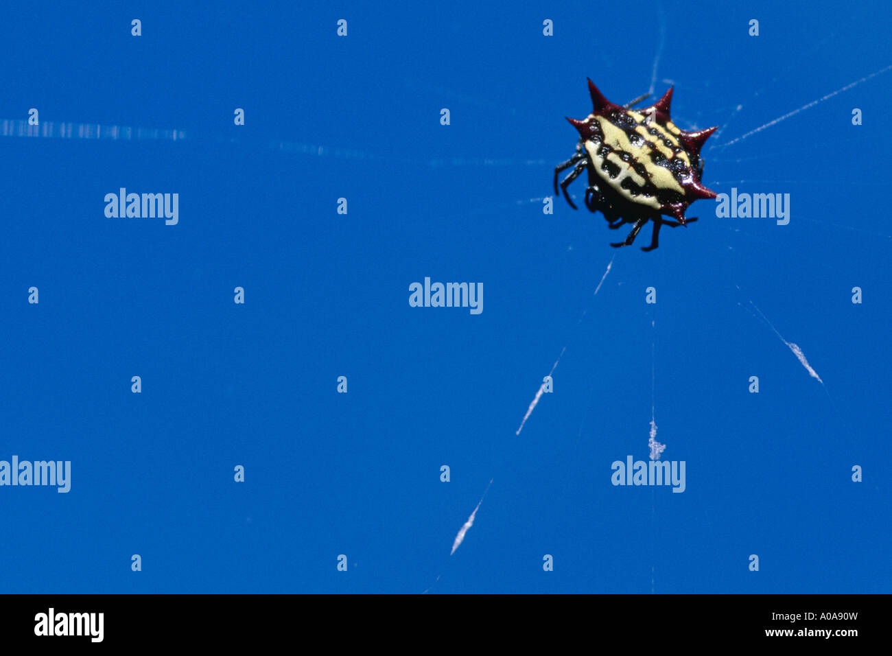 Crablike spiny orb weaver spider (Gasteracantha cancriformis Stock