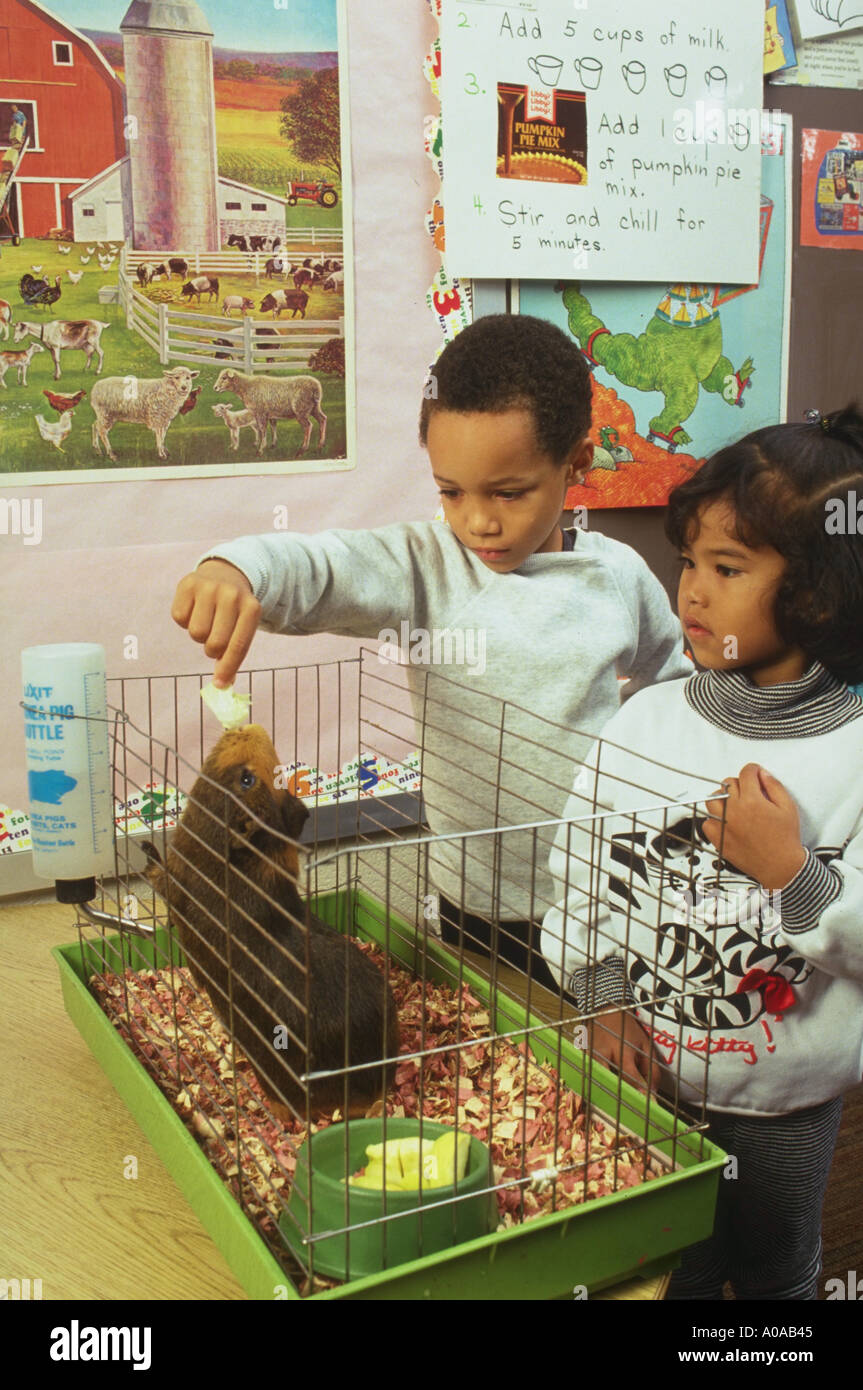 Kindergarten students play with class guinea pig model released Stock Photo