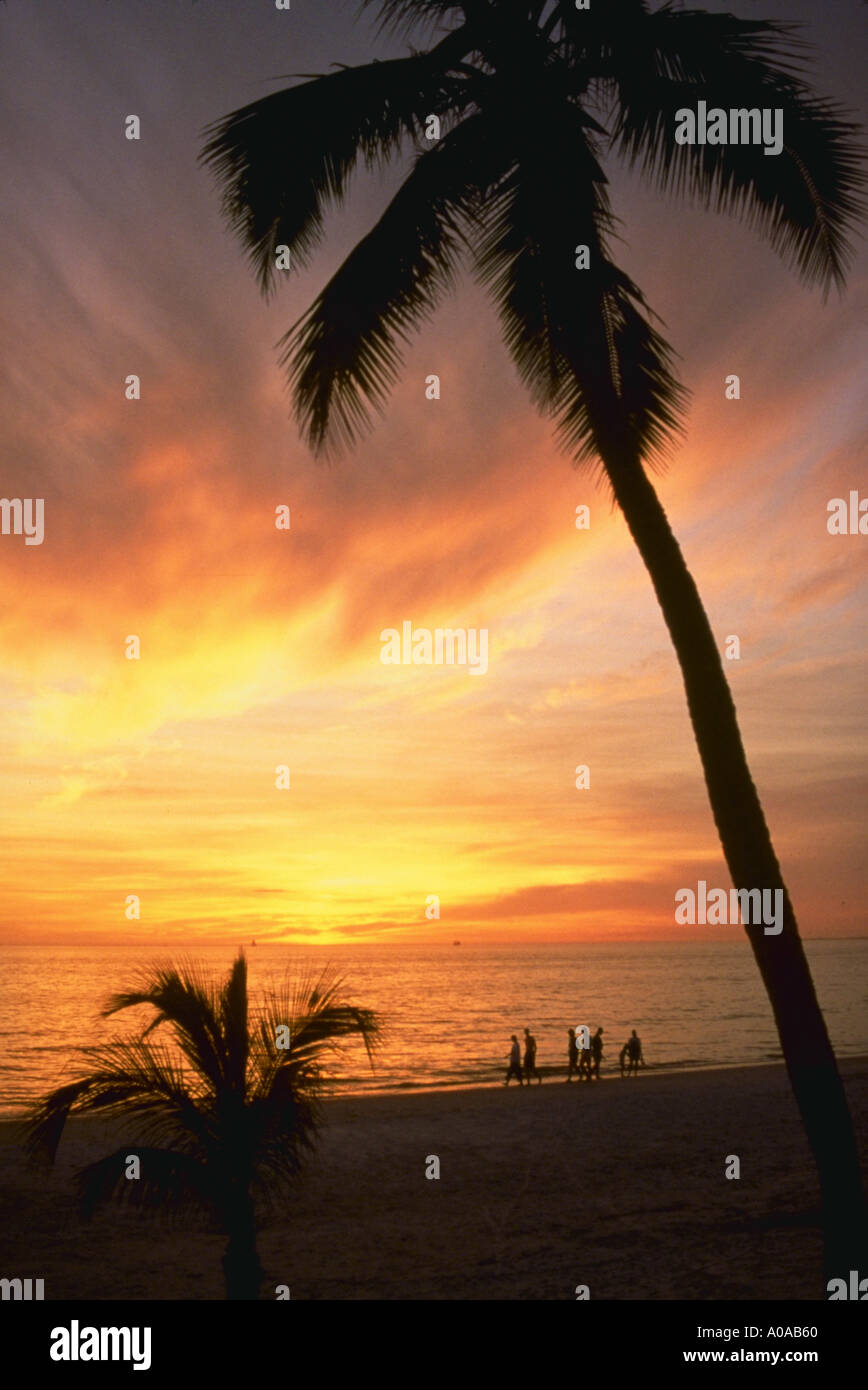 Palm tree and sunset on beach Stock Photo - Alamy