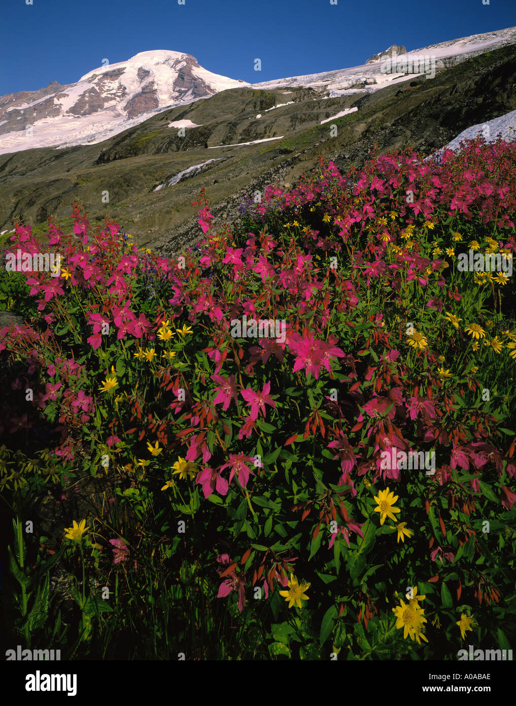 Alpine Willdflowers Dwarf Fireweed and Arnica Glaciers and Waterfalls Mt Baker Wilderness Area Washington State USA Stock Photo