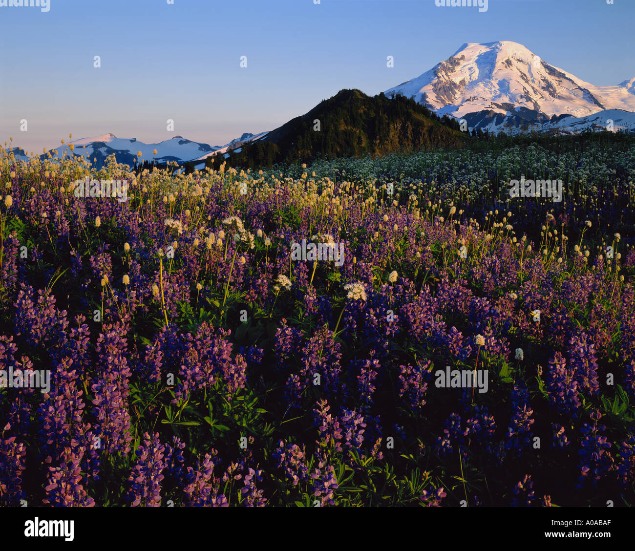 Alpine Wildflowers and Mt Baker Wilderness Area Skyline Divide