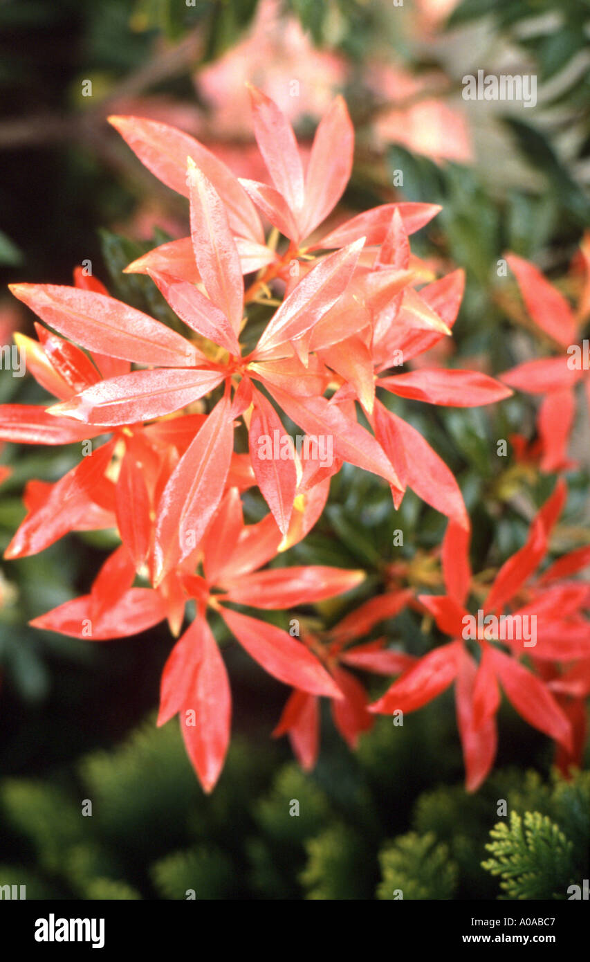 Andy Mcindoe S Designer S Diary Pieris Perfect For Pots In Shade