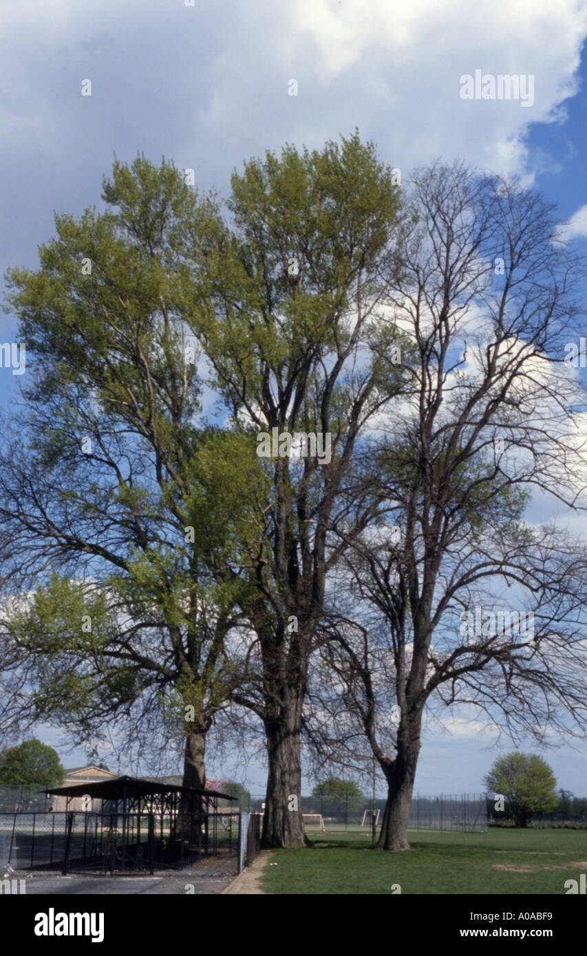 Three trees in spring with new leaves, London UK Stock Photo - Alamy