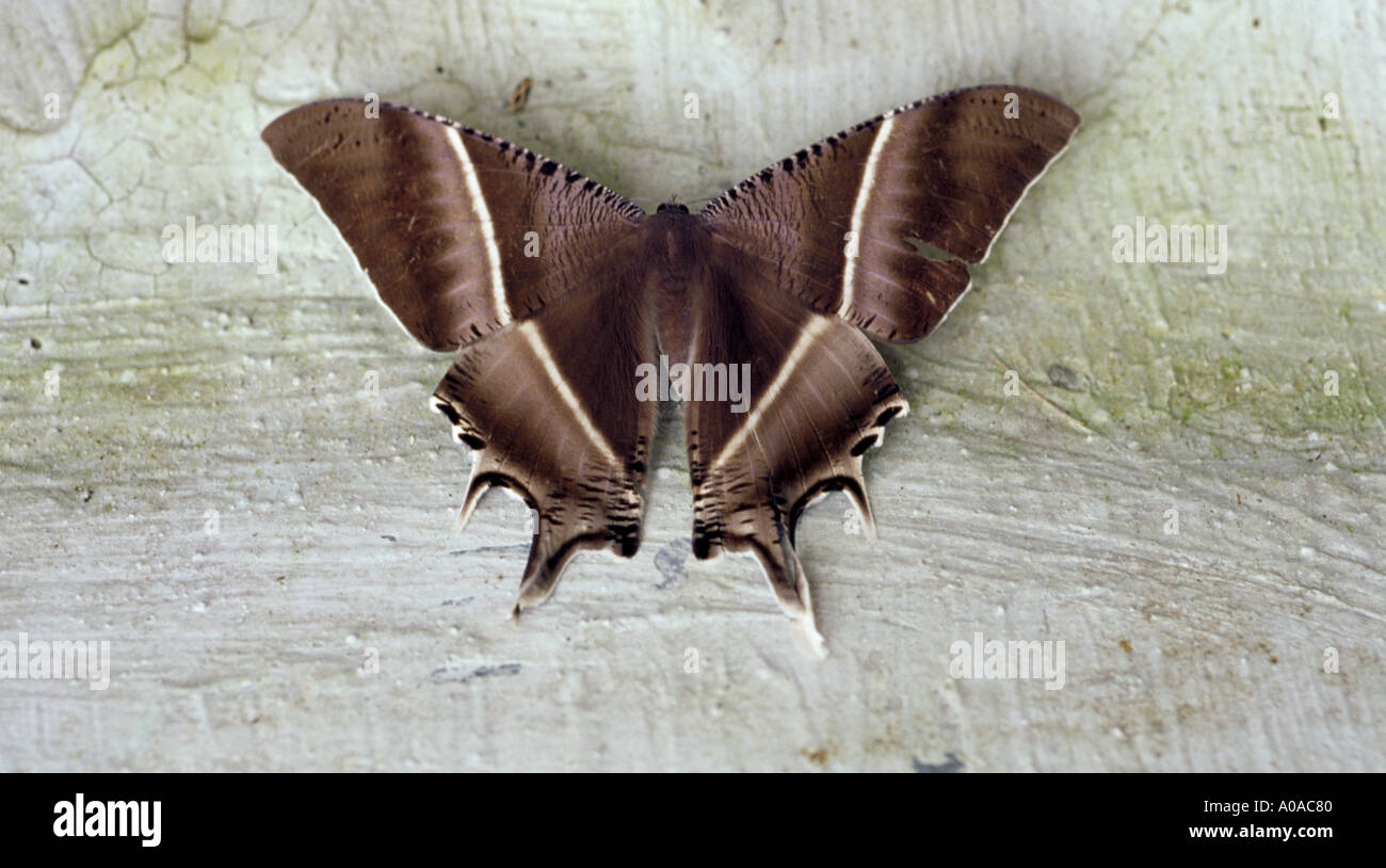 A giant brown tropical moth Stock Photo Alamy