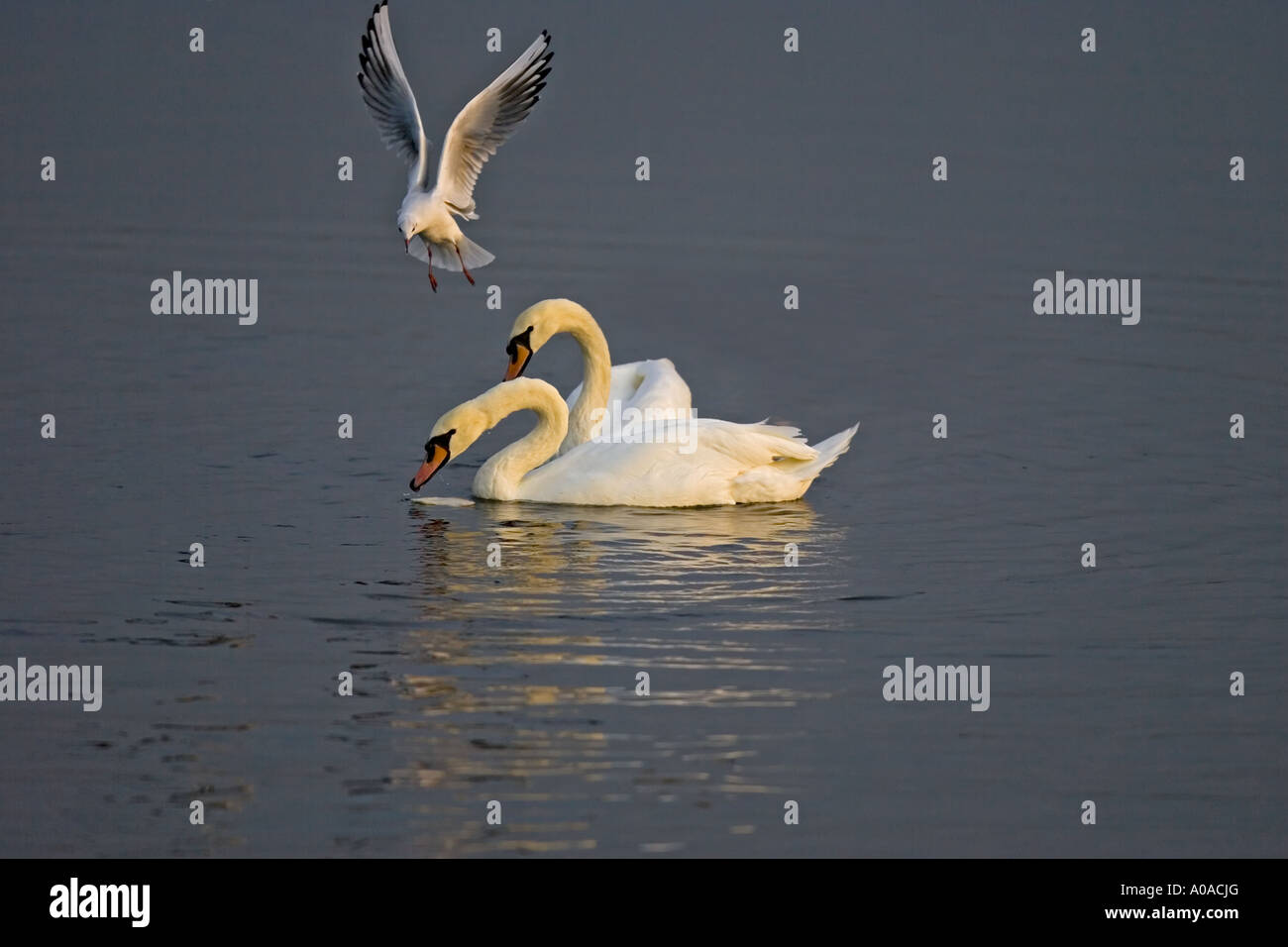 Swan s And Seagull Stock Photo Alamy swan-s-and-seagull-stock-photo-alamy