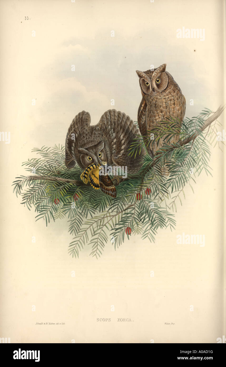 Otus scops Eurasian scops owl Stock Photo