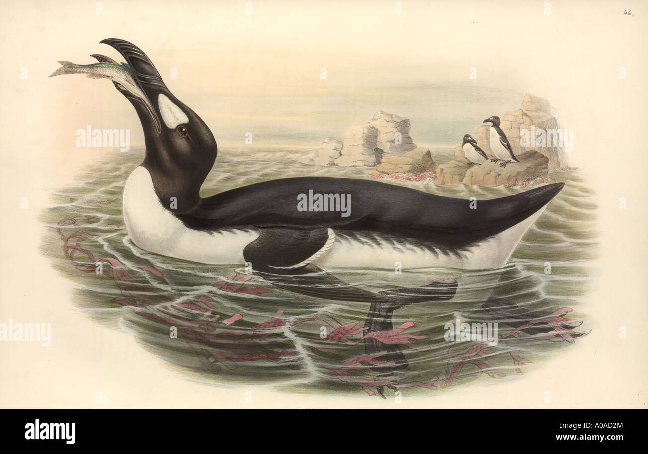 Pinguinus Impennis, Great Auk Stock Photo - Alamy