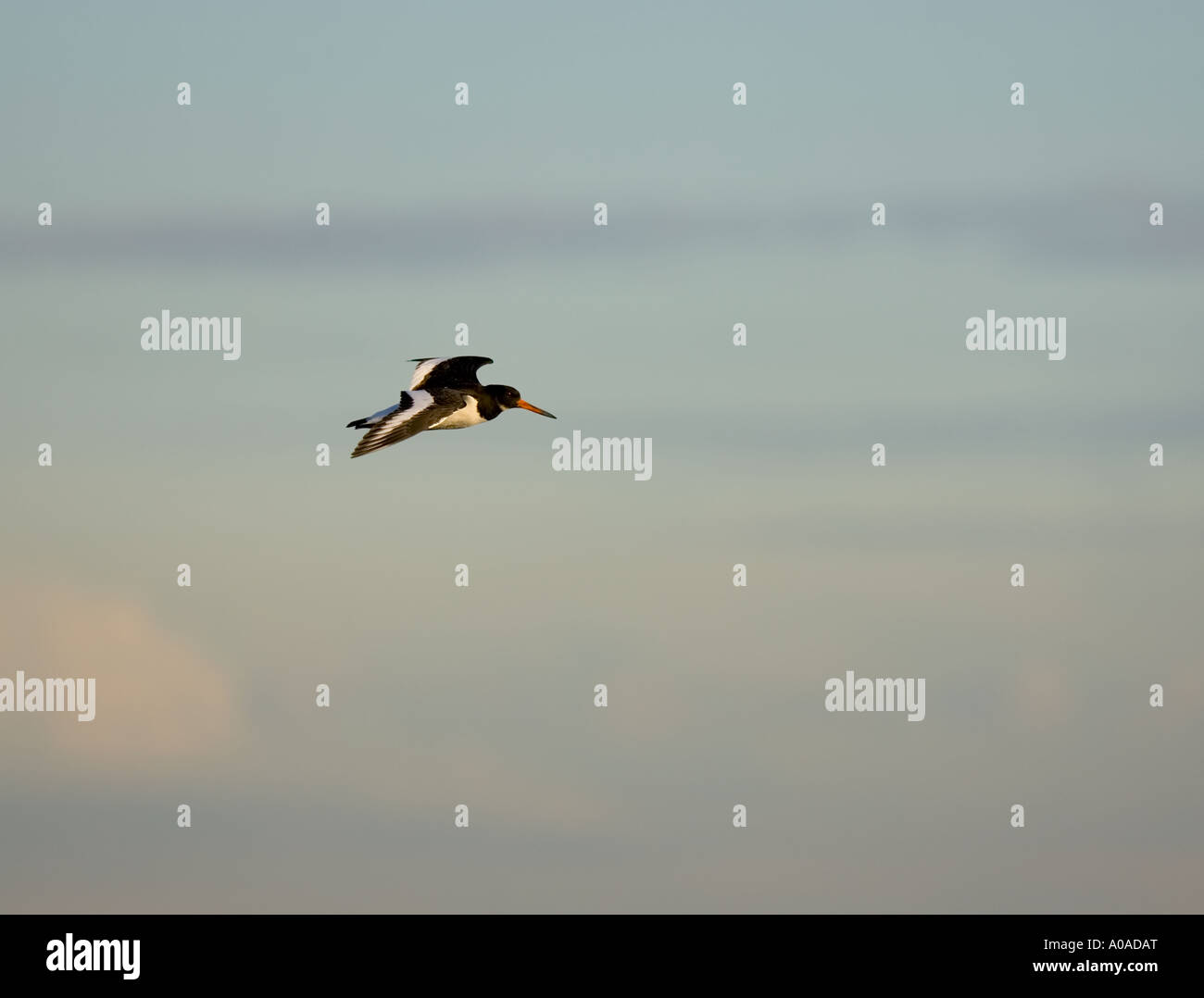 Oyster Catcher in Flight Stock Photo Alamy