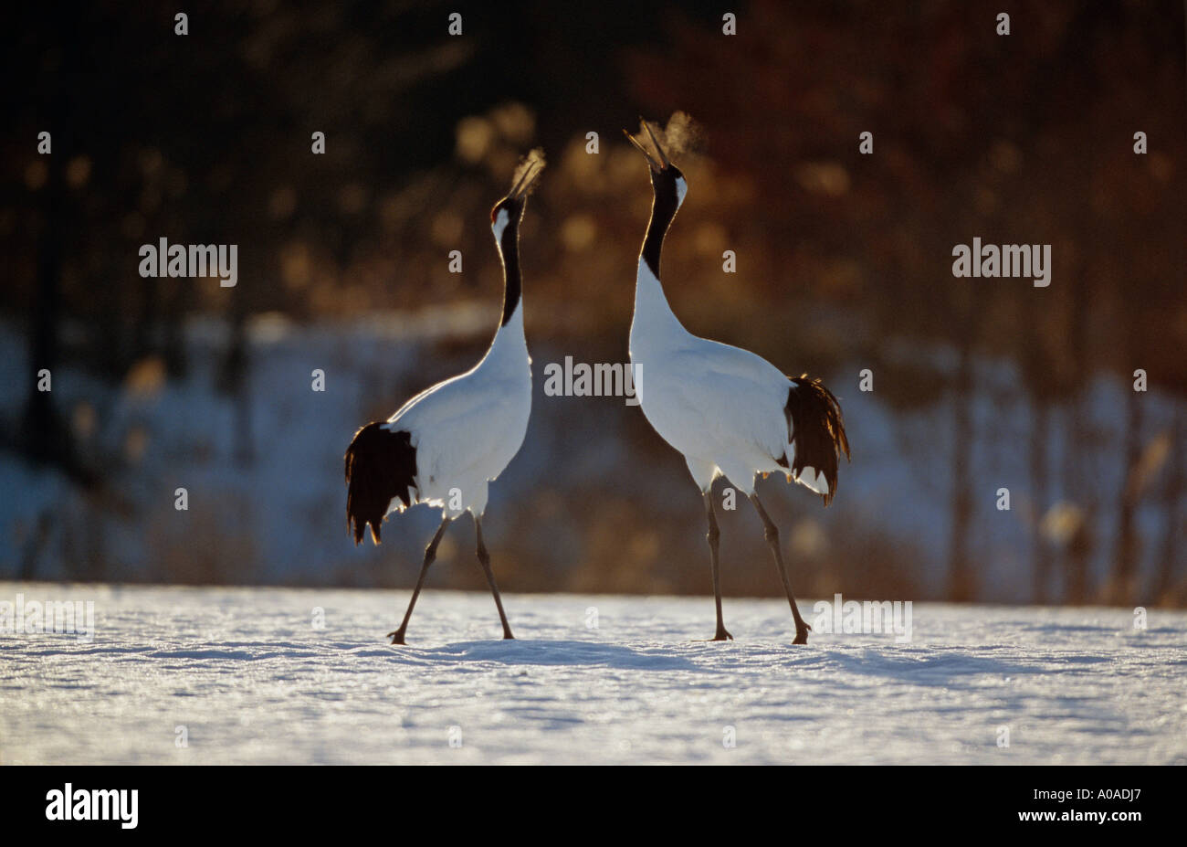 RedNecked Crane (Rallina Tricolor), displaying, Japan Stock Photo Alamy