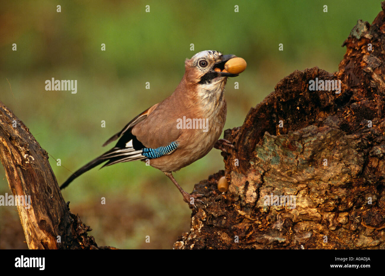 Jay with acorn (Garrulus Glandarius) Stock Photo