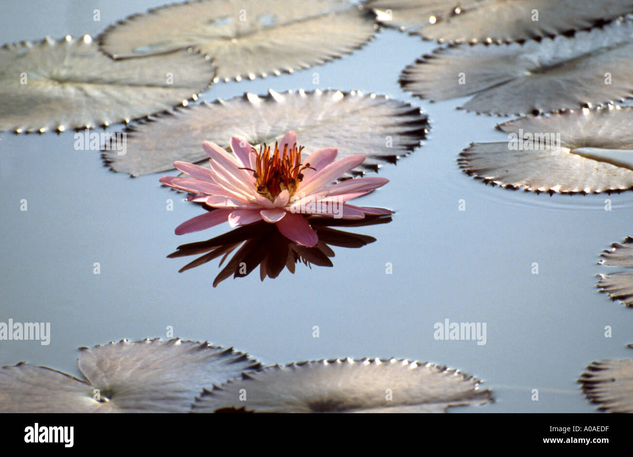 Waterlily and Pads on a Pond in Peru, Nymphaeaceae Stock Photo