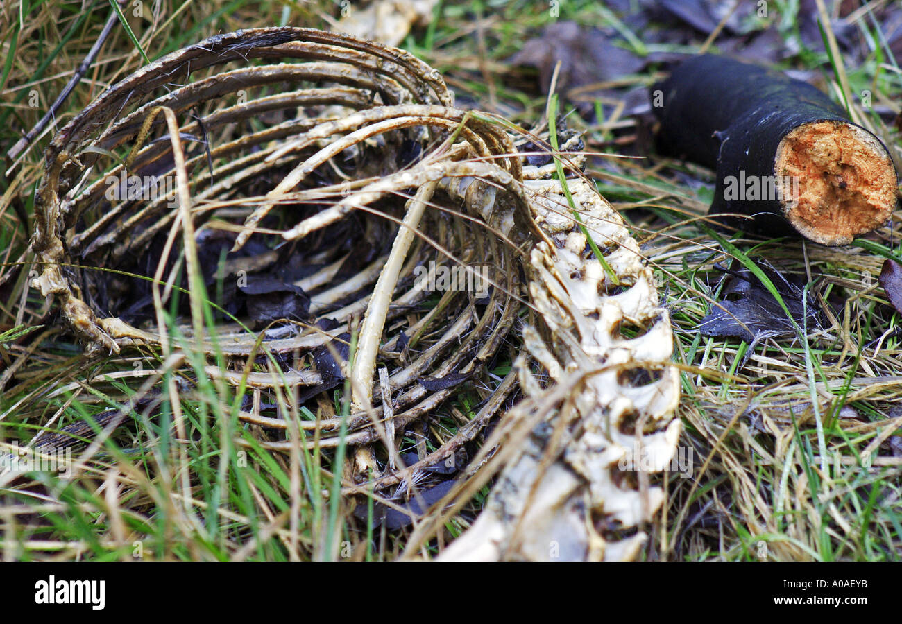 Gruesome find of a wild deer carcass and skeleton in the North Pennine Moors Cheesden Valley near Heywood Lancashire UK Stock Photo