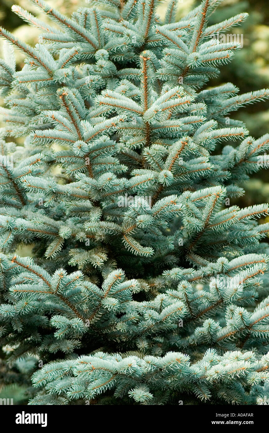 Norway spruce Pinaceae Picea Pungens Stock Photo