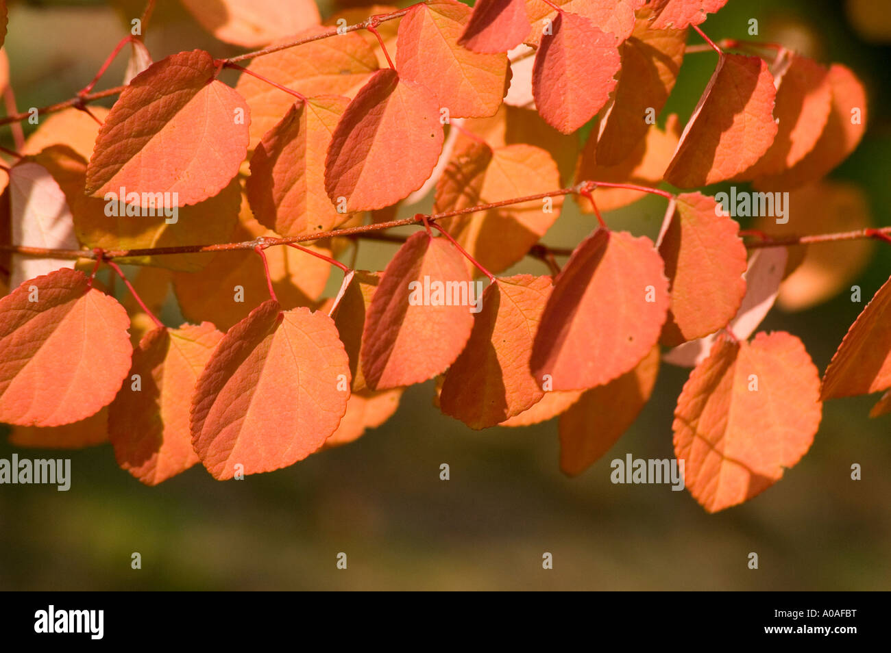 Yellow Orange Leaves Of Katsura Tree Cercidiphyllaceae Cercidiphyllum Yellow Orange Leaves Of Katsura Tree Cercidiphyllaceae Cercidiphyllum