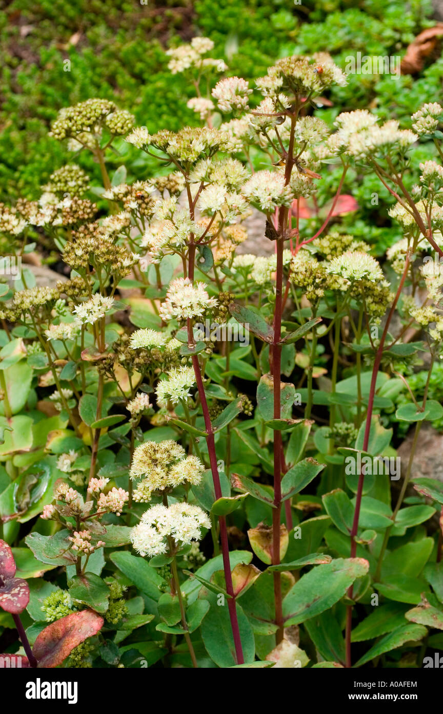garden orpine garden stonecrop Crassulaceae Sedum alboroseum East Asia Stock Photo