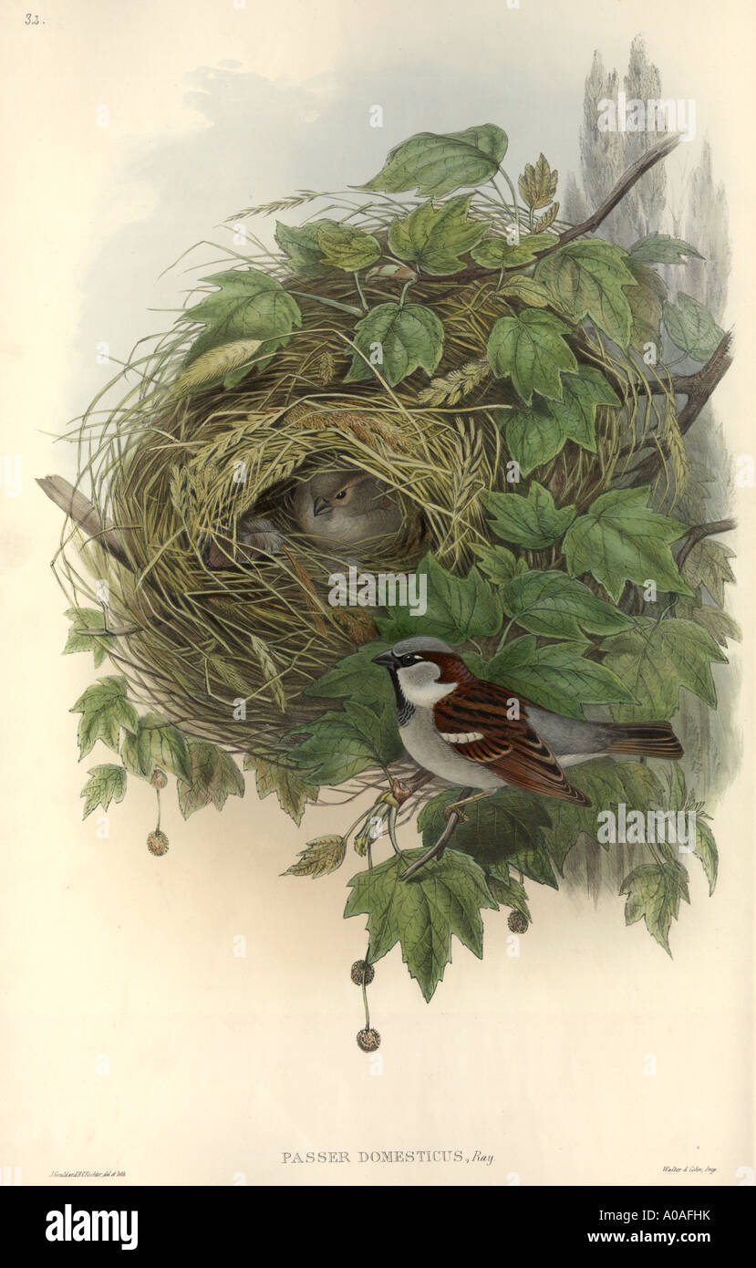 Passer domesticus house sparrow Stock Photo