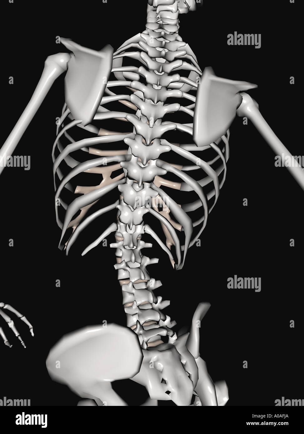 Illustrative diagram showing skeleton focus on the shoulders back ...