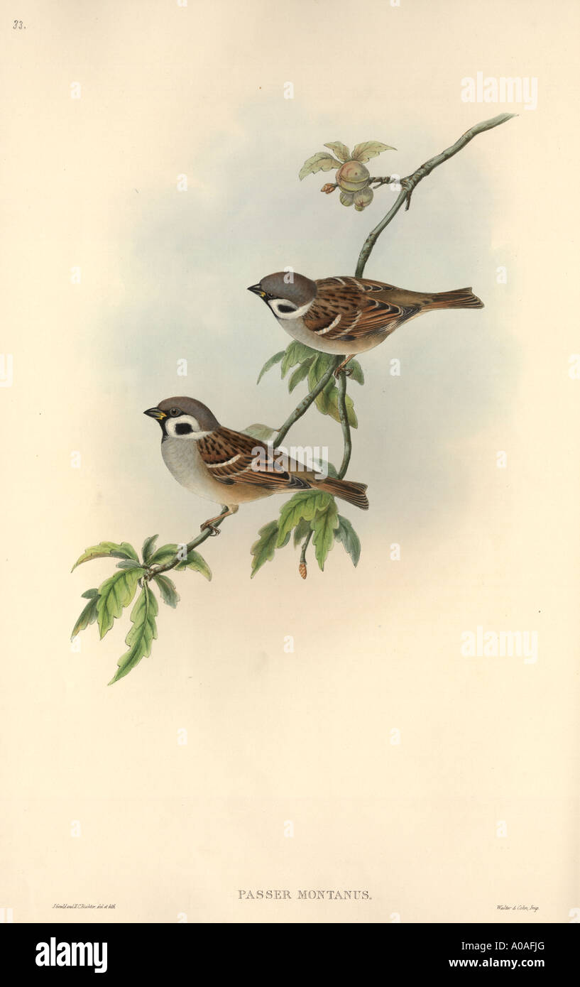 Passer montanus Eurasian tree sparrow Stock Photo