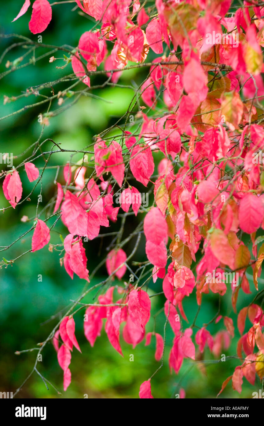 Red autumn leaves of Celastraceae Euonymus verrucosus Europe Stock Photo