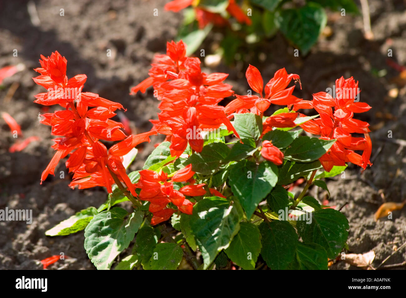 Red flowers of Salvia splendens Sello Brazil Stock Photo